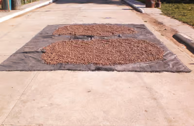 Secando Cacao en la Calle Principal de Rio Grande de la Costa - Peninsula de Paria.JPG