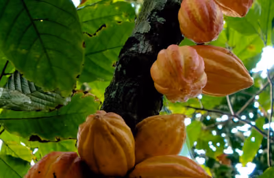 Cacao-fruto.jpg