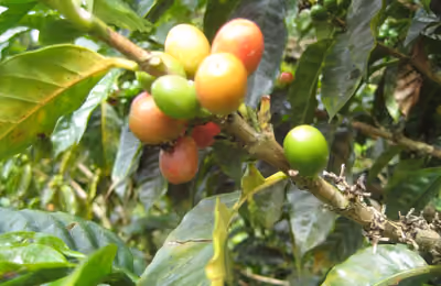 Coffee cherries of varying ripeness, on a tree in Colombia (by Brian Smith).jpg